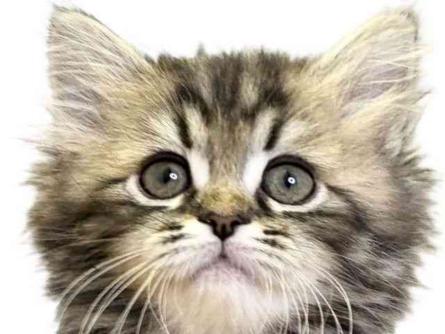 愛媛県のミヌエット (ひごペットフレンドリーエミフルMASAKI店/2025年9月21日生まれ/男の子/ブラウンタビー)の子猫の1枚目の画像