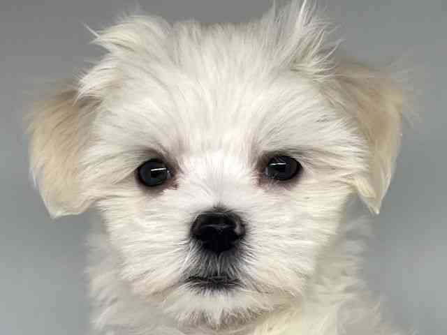 徳島県のマルチーズ (ひごペットフレンドリーゆめタウン徳島店/2025年9月19日生まれ/男の子/ホワイト)の子犬の1枚目の画像