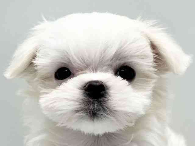 京都府のマルチーズ (ひごペットフレンドリー京都店/2025年9月19日生まれ/男の子/ホワイト)の子犬の1枚目の画像