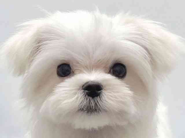 京都府のマルチーズ (ひごペットフレンドリー京都店/2025年9月19日生まれ/男の子/ホワイト)の子犬の1枚目の画像