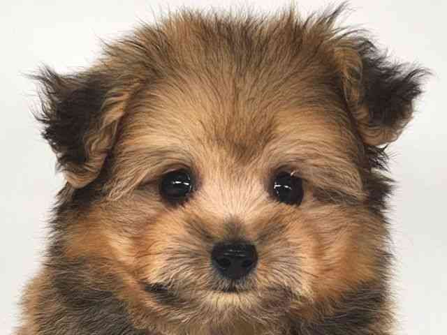 大阪府のハーフ犬・ミックス犬 (ひごペットフレンドリー泉ヶ丘店/2025年9月18日生まれ/男の子/オレンジ)の子犬の1枚目の画像