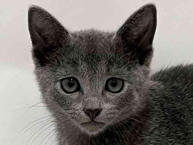 和歌山県のロシアンブルー (ひごペットフレンドリーパームシティ和歌山店/2025年9月15日生まれ/男の子/ブルー)の子猫の1枚目の画像