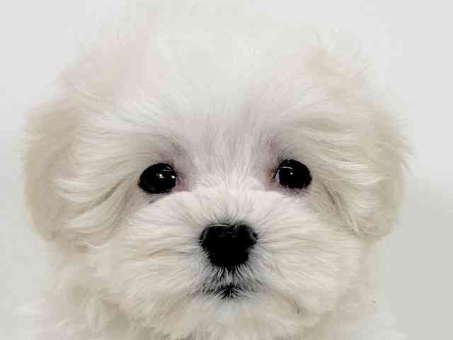 京都府のマルプー(マルチーズ×プードル) (ひごペットフレンドリーイズミヤショッピングセンター八幡店/2025年9月18日生まれ/女の子/ホワイト)の子犬の1枚目の画像