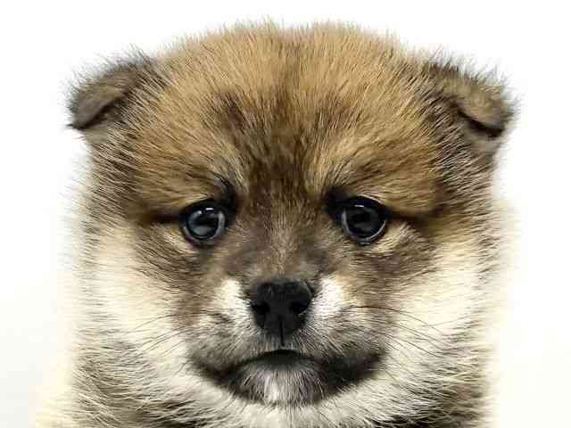 大阪府のポメ柴/豆ポメ/ポメ豆柴(ポメラニアン×柴犬) (ひごペットフレンドリーイオンタウン豊中庄内店/2025年9月18日生まれ/女の子/赤)の子犬の1枚目の画像