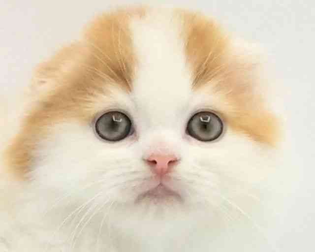 兵庫県のスコティッシュフォールド (ひごペットフレンドリークラウンパーク伊丹店/2025年9月21日生まれ/女の子/レッドタビーホワイト)の子猫の1枚目の画像