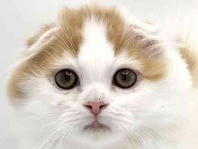 兵庫県のスコティッシュフォールド (ひごペットフレンドリークラウンパーク伊丹店/2025年9月21日生まれ/女の子/レッドタビーホワイト)の子猫の1枚目の画像