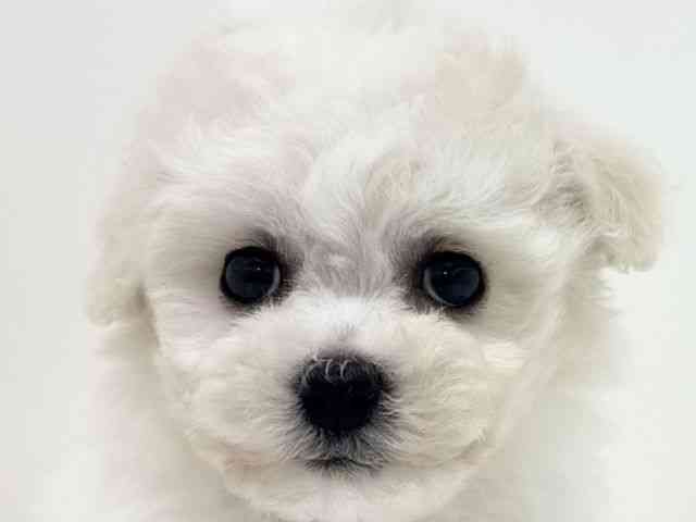 大阪府のビションフリーゼ (ひごペットフレンドリーくずはモール店/2025年9月20日生まれ/女の子/ホワイト)の子犬の1枚目の画像