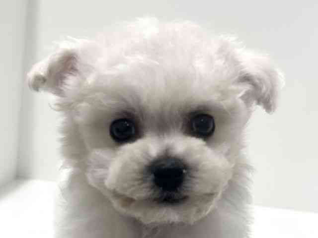 愛知県のビションフリーゼ (ひごペットフレンドリーららぽーと名古屋みなとアクルス店/2025年9月20日生まれ/男の子/ホワイト)の子犬の1枚目の画像