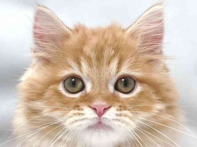 大阪府のスコティッシュフォールド (ひごペットフレンドリー堺プラットプラット店/2025年9月18日生まれ/男の子/レッドマッカレルタビー)の子猫の1枚目の画像