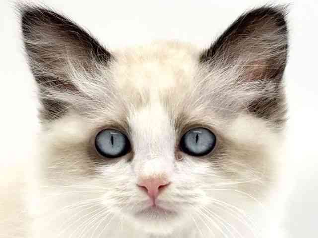 兵庫県のラグドール (ひごペットフレンドリークラウンパーク伊丹店/2025年9月21日生まれ/男の子/シールポイントバイカラー)の子猫の1枚目の画像