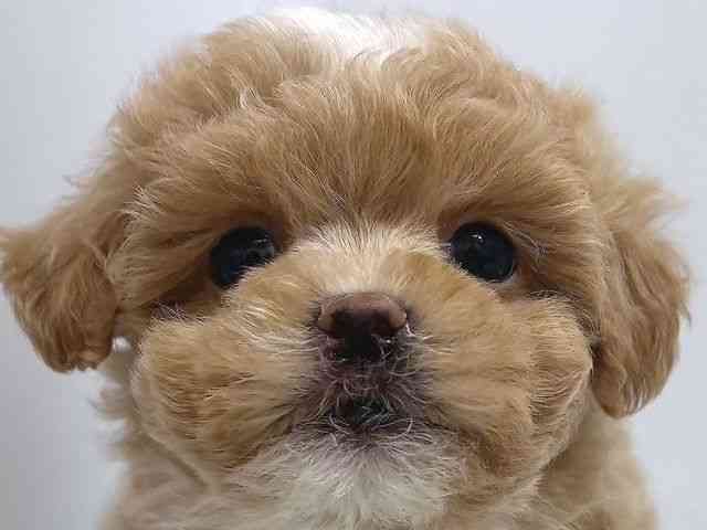 奈良県のハーフ犬・ミックス犬 (ひごペットフレンドリー奈良パワーシティ店/2025年9月18日生まれ/女の子/アプリコット)の子犬