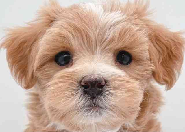 島根県のハーフ犬・ミックス犬 (ひごペットフレンドリーイオン松江ショッピングセンター店/2025年9月18日生まれ/男の子/アプリコット)の子犬の1枚目の画像