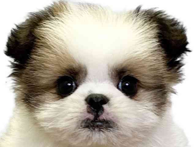 愛媛県のポメズー/ポメシーズ(ポメラニアン×シーズー) (ひごペットフレンドリーエミフルMASAKI店/2025年9月21日生まれ/女の子/ホワイトゴールド)の子犬の1枚目の画像