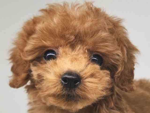 大阪府のトイプードル(トイ) (ひごペットフレンドリー泉ヶ丘店/2025年9月15日生まれ/男の子/アプリコット)の子犬の1枚目の画像