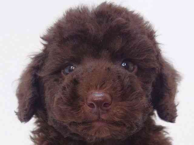 大阪府のトイプードル(トイ) (ひごペットフレンドリーいこらもーる泉佐野店/2025年9月18日生まれ/男の子/ブラウン)の子犬の1枚目の画像