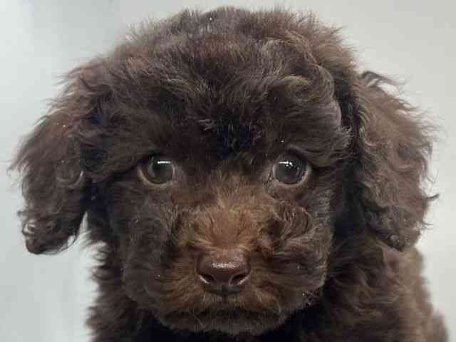 徳島県のトイプードル(トイ) (ひごペットフレンドリーゆめタウン徳島店/2025年9月18日生まれ/男の子/ブラウン)の子犬の1枚目の画像