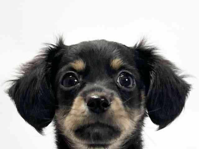 愛媛県のチワックス(チワワ×ダックス) (ひごペットフレンドリーイオンモール今治新都市店/2025年9月18日生まれ/男の子/ブラックタン)の子犬の1枚目の画像