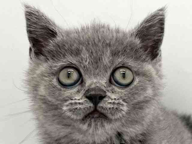 京都府のブリティッシュショートヘアー (ひごペットフレンドリー京都店/2025年9月19日生まれ/女の子/ブルー)の子猫の1枚目の画像