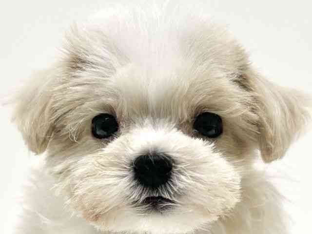 大阪府のマルプー(マルチーズ×プードル) (ひごペットフレンドリーイオン高槻店/2025年9月21日生まれ/男の子/ホワイト)の子犬の1枚目の画像