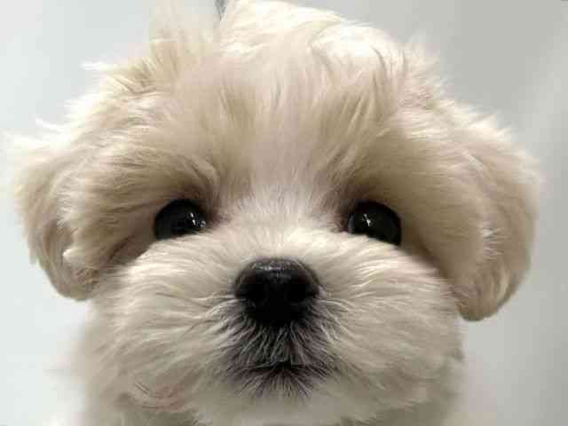 高知県のマルプー(マルチーズ×プードル) (ひごペットフレンドリーイオンモール高知店/2025年9月18日生まれ/男の子/ホワイト)の子犬の1枚目の画像