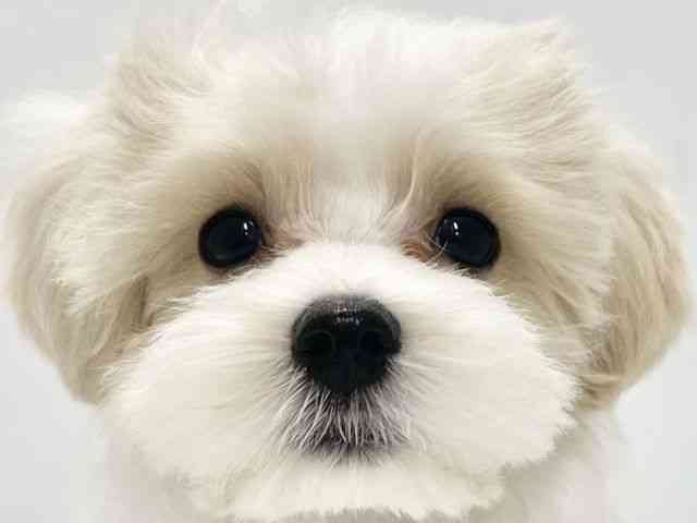 高知県のマルプー(マルチーズ×プードル) (ひごペットフレンドリーイオンモール高知店/2025年9月18日生まれ/男の子/ホワイト)の子犬の1枚目の画像