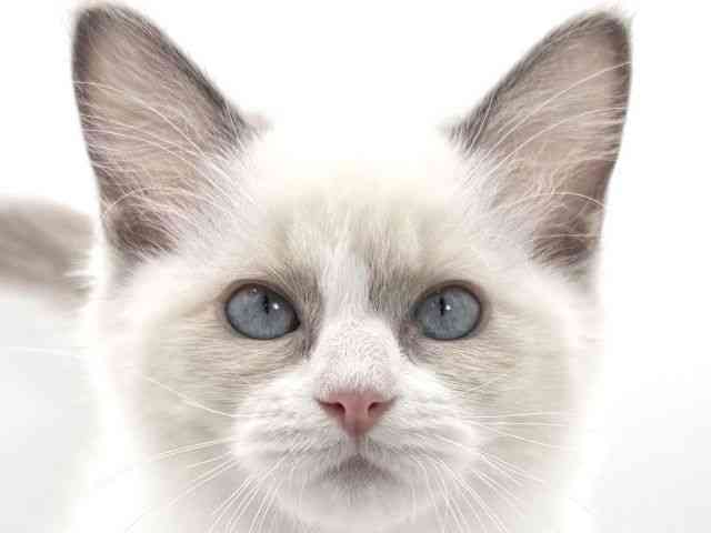 大阪府のラグドール (ひごペットフレンドリーイオンそよら海老江店/2025年8月12日生まれ/女の子/ブルーポイントバイカラー)の子猫の1枚目の画像