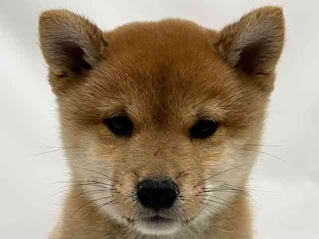 広島県の柴犬(標準サイズ) (ひごペットフレンドリーフジグラン神辺店/2025年9月14日生まれ/男の子/赤)の子犬の1枚目の画像