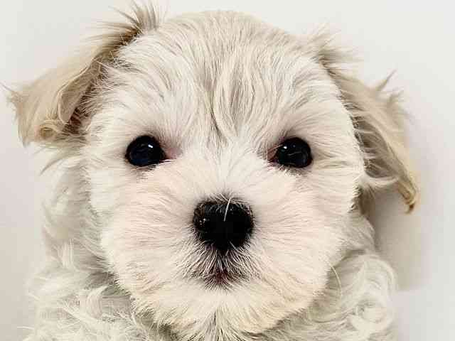 奈良県のマルプー(マルチーズ×プードル) (ひごペットフレンドリーイオンモール橿原ウエスト・ビレッジ店/2025年9月22日生まれ/女の子/アプリコット)の子犬の1枚目の画像