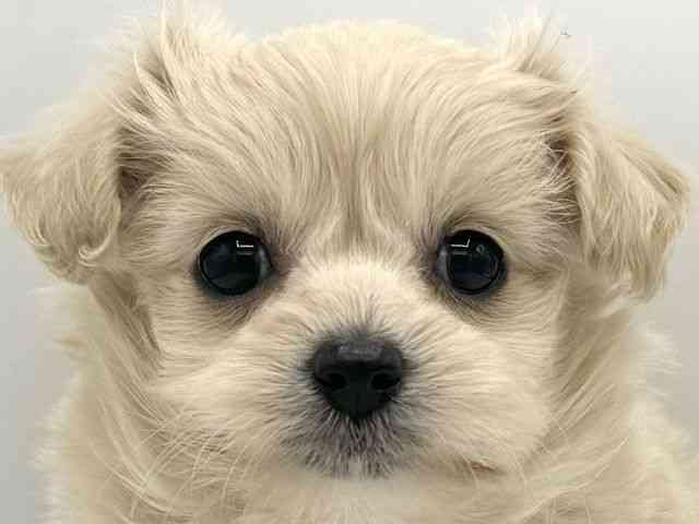 大阪府のチワプー/プーチー(チワワ×プードル) (ひごペットフレンドリーららぽーとEXPOCITY店/2025年9月21日生まれ/女の子/クリーム)の子犬の1枚目の画像