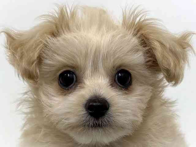 大阪府のチワプー/プーチー(チワワ×プードル) (ひごペットフレンドリーベルファⅡ都島店/2025年9月21日生まれ/女の子/クリーム)の子犬の1枚目の画像