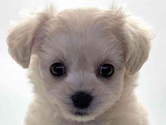 愛知県のチワプー/プーチー(チワワ×プードル) (ひごペットフレンドリープライムツリー赤池店/2025年9月21日生まれ/女の子/クリーム)の子犬の1枚目の画像