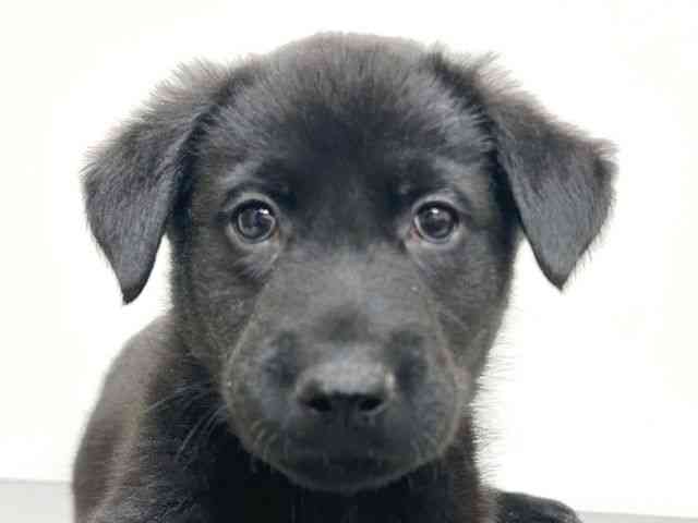 大阪府のハーフ犬・ミックス犬 (ひごペットフレンドリーイトーヨーカドー津久野店/2025年9月20日生まれ/男の子/ブラック)の子犬の1枚目の画像