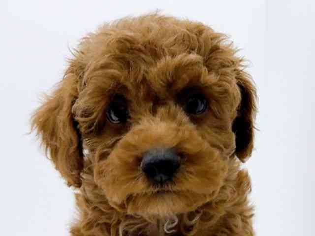 島根県のトイプードル(トイ) (ひごペットフレンドリーイオン松江ショッピングセンター店/2025年9月21日生まれ/男の子/レッド)の子犬の1枚目の画像