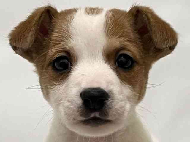 広島県のジャックラッセルテリア (ひごペットフレンドリーフジグラン神辺店/2025年9月14日生まれ/男の子/ホワイトタン)の子犬の1枚目の画像