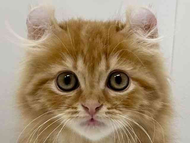 大阪府のキンカロー (ひごペットフレンドリーアクロスプラザ住之江店/2025年9月18日生まれ/男の子/レッドタビー)の子猫の1枚目の画像