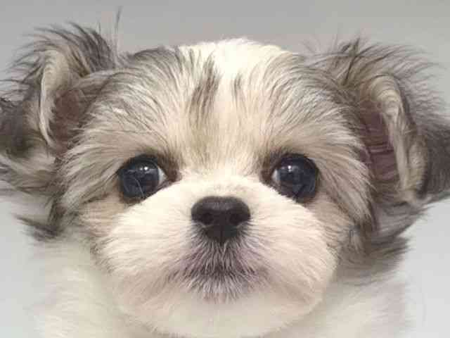 大阪府のチワマル/マルチワ(チワワ×マルチーズ) (ひごペットフレンドリー岸和田店/2025年9月20日生まれ/男の子/パーティーカラー)の子犬の1枚目の画像