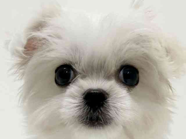 大阪府のチワマル/マルチワ(チワワ×マルチーズ) (ひごペットフレンドリーくずはモール店/2025年9月20日生まれ/女の子/ホワイトクリーム)の子犬の1枚目の画像