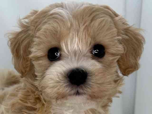 広島県のマルプー(マルチーズ×プードル) (ひごペットフレンドリーフジグラン神辺店/2025年9月19日生まれ/男の子/アプリコット)の子犬の1枚目の画像