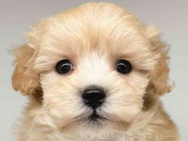 大阪府のマルプー(マルチーズ×プードル) (ひごペットフレンドリー瓜破店/2025年9月19日生まれ/男の子/アプリコット)の子犬