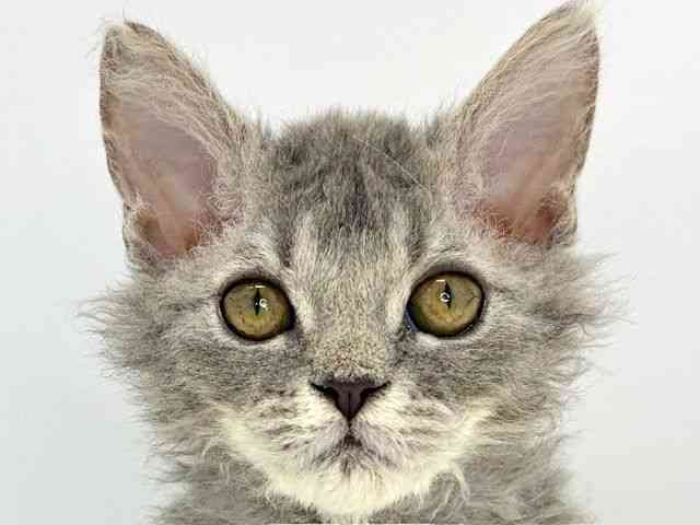 大阪府のセルカークレックス (ひごペットフレンドリーいこらもーる泉佐野店/2025年9月18日生まれ/男の子/ブルー)の子猫の1枚目の画像