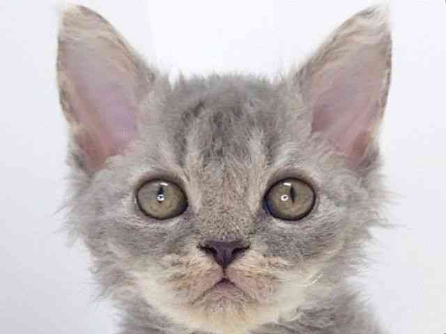 大阪府のセルカークレックス (ひごペットフレンドリーいこらもーる泉佐野店/2025年9月18日生まれ/男の子/ブルー)の子猫の1枚目の画像