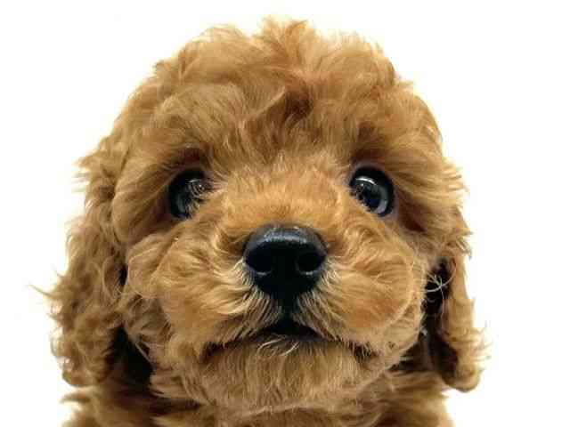 兵庫県のトイプードル(トイ) (ひごペットフレンドリーブルメールHAT神戸店/2025年9月19日生まれ/男の子/レッド)の子犬の1枚目の画像