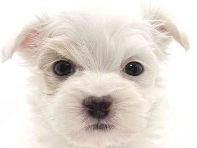 大阪府のマルプー(マルチーズ×プードル) (ひごペットフレンドリーイオンそよら海老江店/2025年9月21日生まれ/男の子/ホワイト)の子犬の1枚目の画像