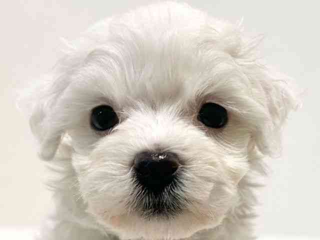 大阪府のマルプー(マルチーズ×プードル) (ひごペットフレンドリーイオン高槻店/2025年9月21日生まれ/女の子/ホワイト)の子犬の1枚目の画像