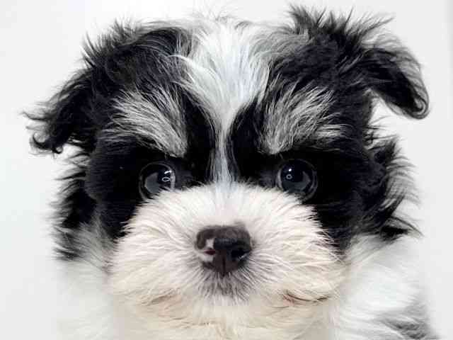 兵庫県のマルズー/マルシーズ(マルチーズ×シーズー) (ひごペットフレンドリーイトーヨーカドー明石店/2025年9月20日生まれ/男の子/ブラックホワイト)の子犬