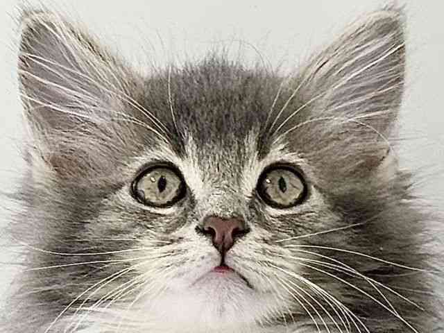 奈良県のメインクーン (ひごペットフレンドリーイオンモール橿原ウエスト・ビレッジ店/2025年9月4日生まれ/男の子/ブルータビーホワイト)の子猫の1枚目の画像