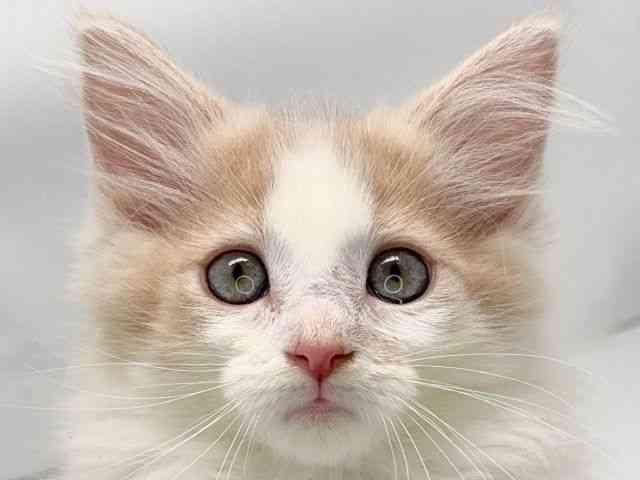 京都府のメインクーン (ひごペットフレンドリー洛北阪急スクエア店/2025年9月4日生まれ/女の子/クリームホワイト)の子猫の1枚目の画像