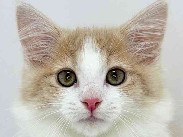 大阪府のメインクーン (ひごペットフレンドリーいこらもーる泉佐野店/2025年9月4日生まれ/女の子/クリームホワイト)の子猫の1枚目の画像