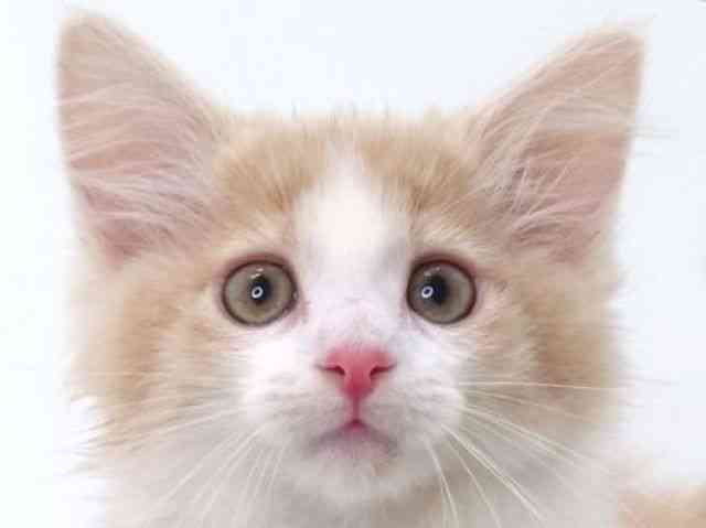 大阪府のメインクーン (ひごペットフレンドリーいこらもーる泉佐野店/2025年9月4日生まれ/女の子/クリームホワイト)の子猫の1枚目の画像