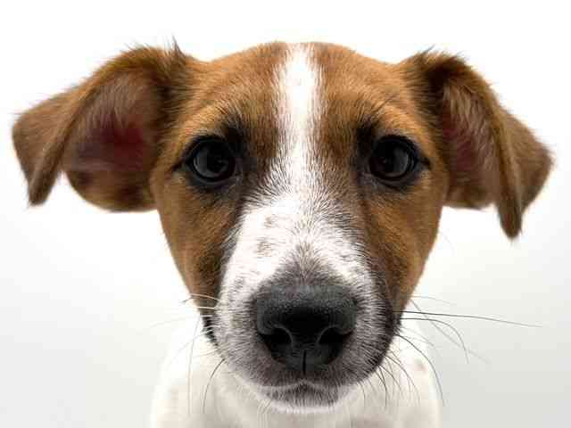 奈良県のジャックラッセルテリア (ひごペットフレンドリー田原本店/2025年9月18日生まれ/男の子/タンホワイト)の子犬の1枚目の画像